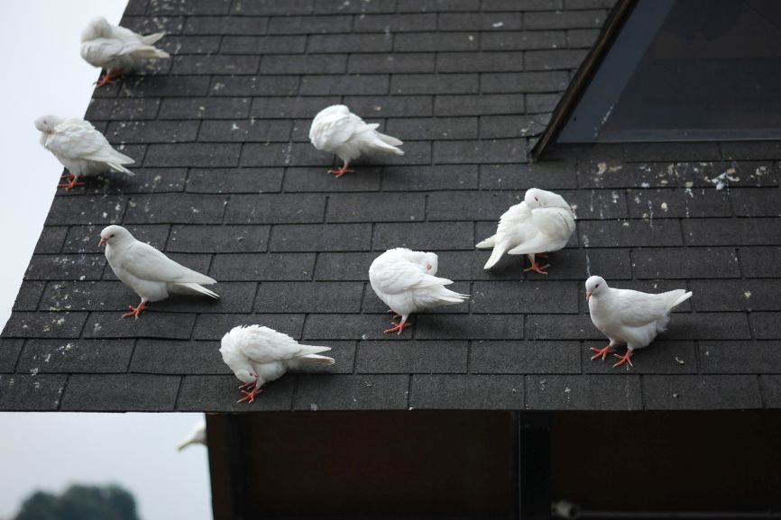 Group of white pigeons sitting on a roof, creating a risk of droppings and nesting near solar panels